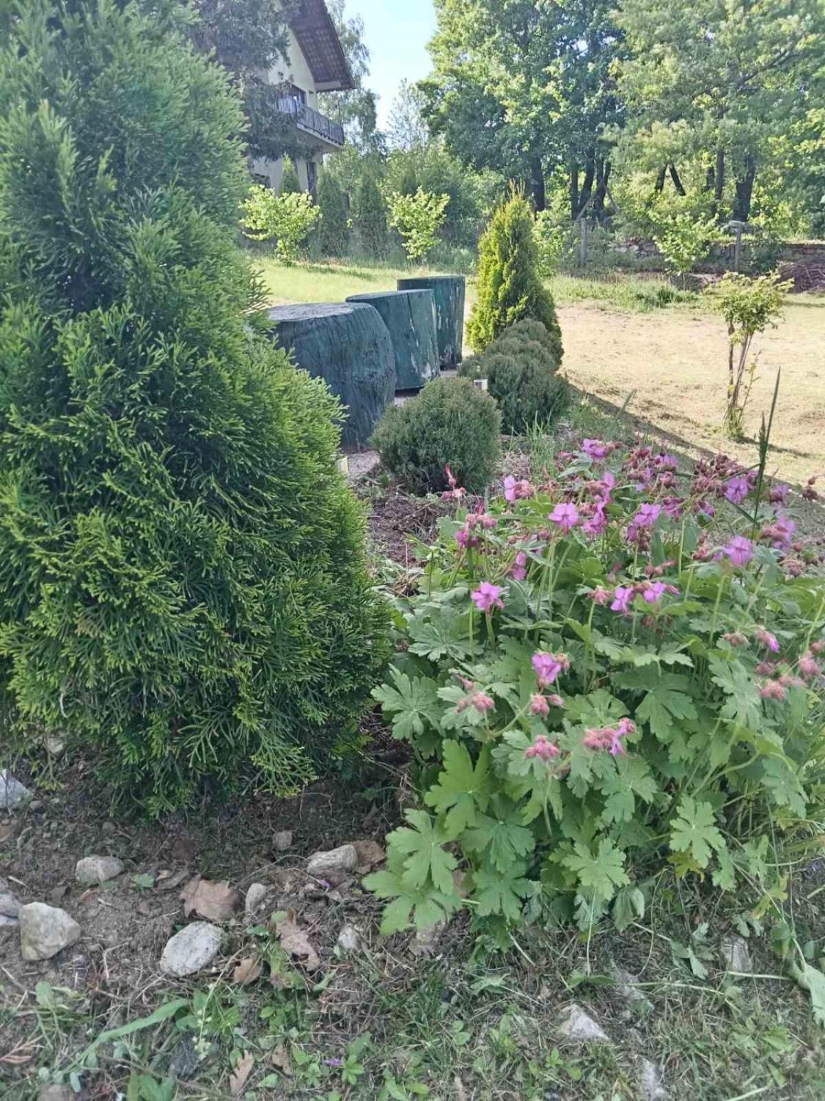 Vila Tea Borsko Jezero Villa Eksteriør bilde